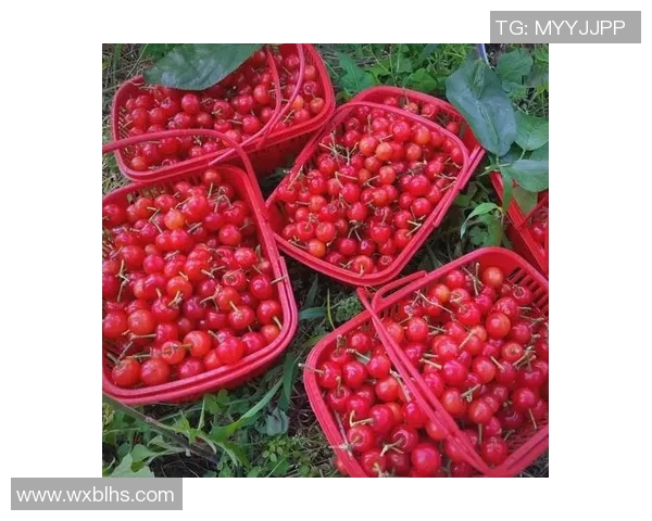 果园采摘季节来临，亲自体验果实丰收的喜悦与自然的魅力